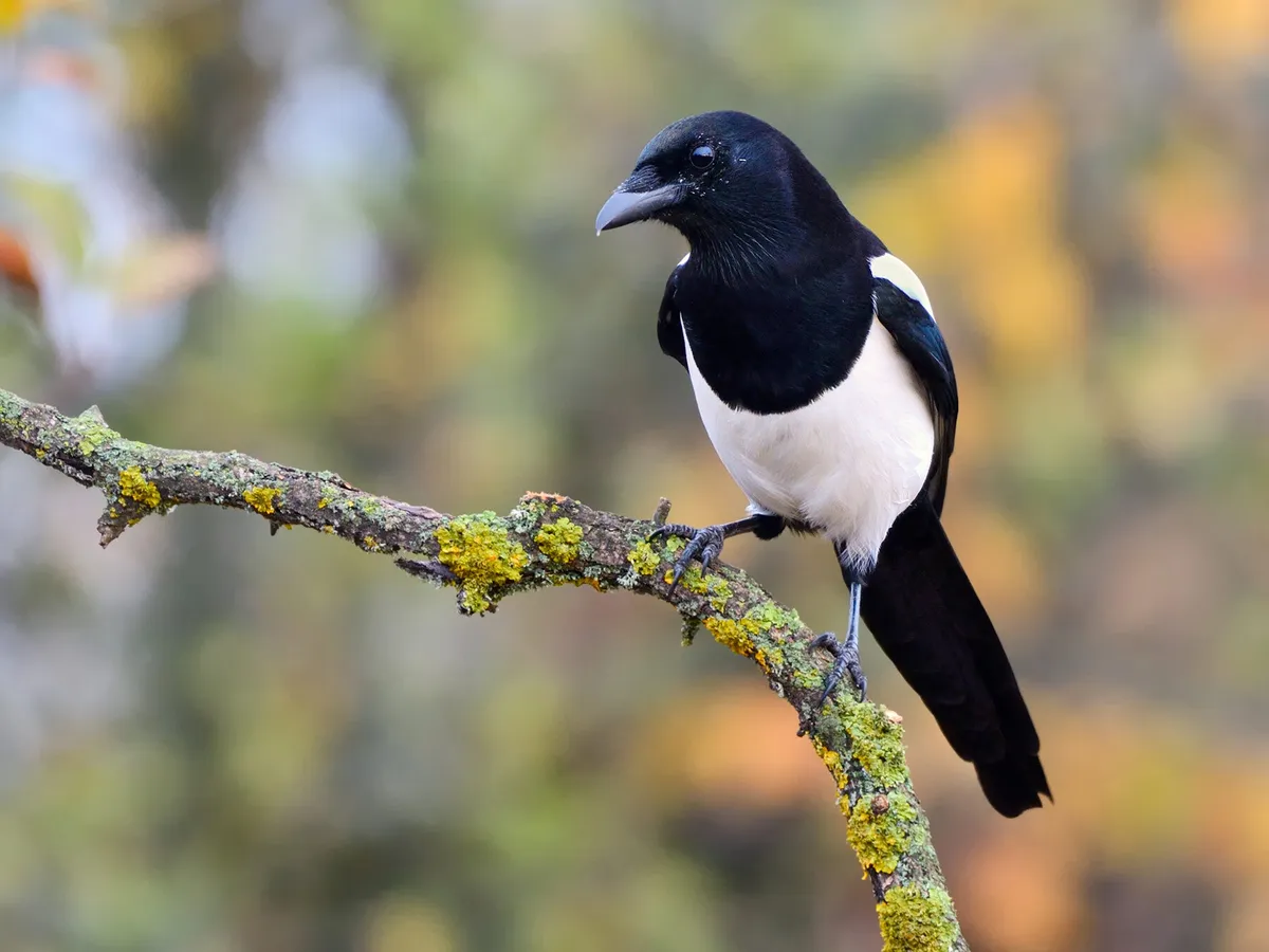 Magpie Nesting (All You Need To Know)