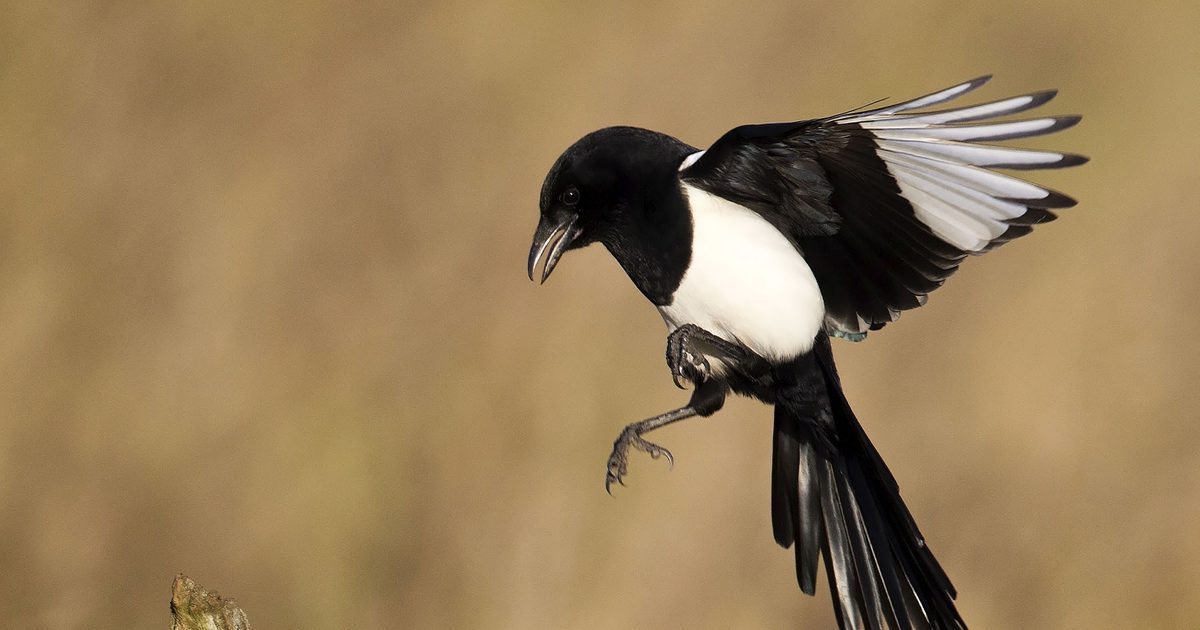 The Magpie Nursery Rhyme Unveiling 'One for Sorrow Birdfact The Magpie Nursery Rhyme Unveiling 'One for Sorrow Birdfact