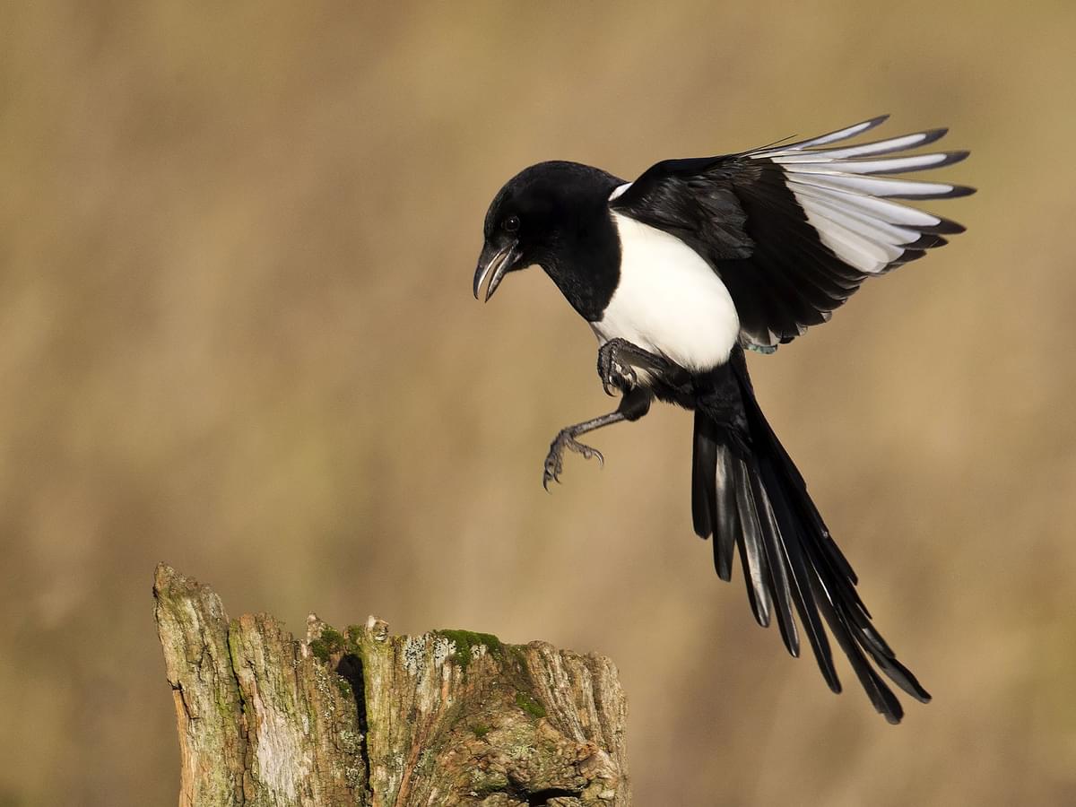 The Magpie Nursery Rhyme: Unveiling 'One for Sorrow