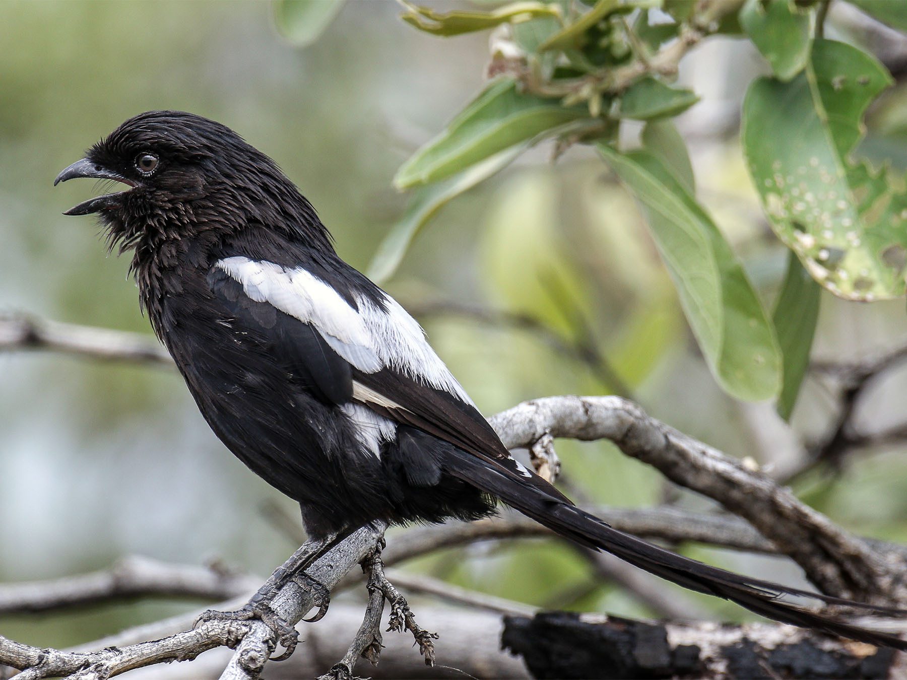 Magpie Shrike