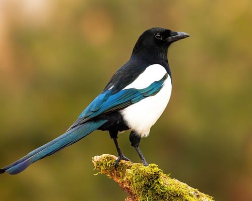 Magpie