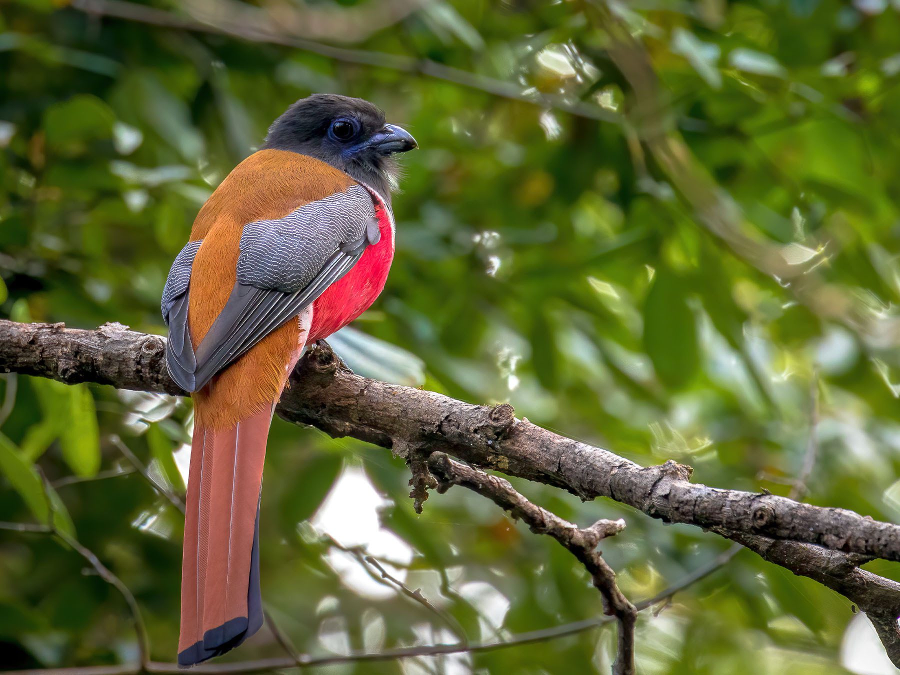 Malabar Trogon