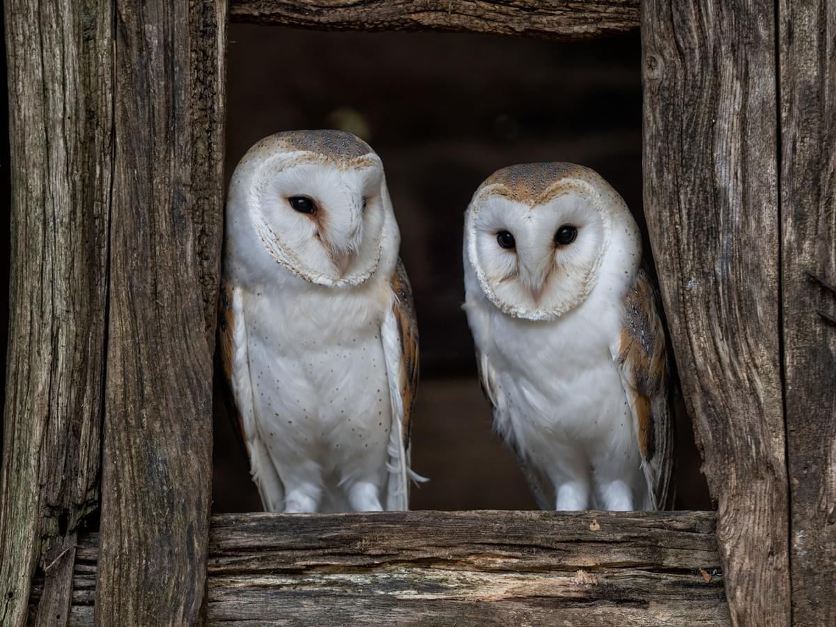 Female left, and male right, Barn owl pair looking out of a wooden barn