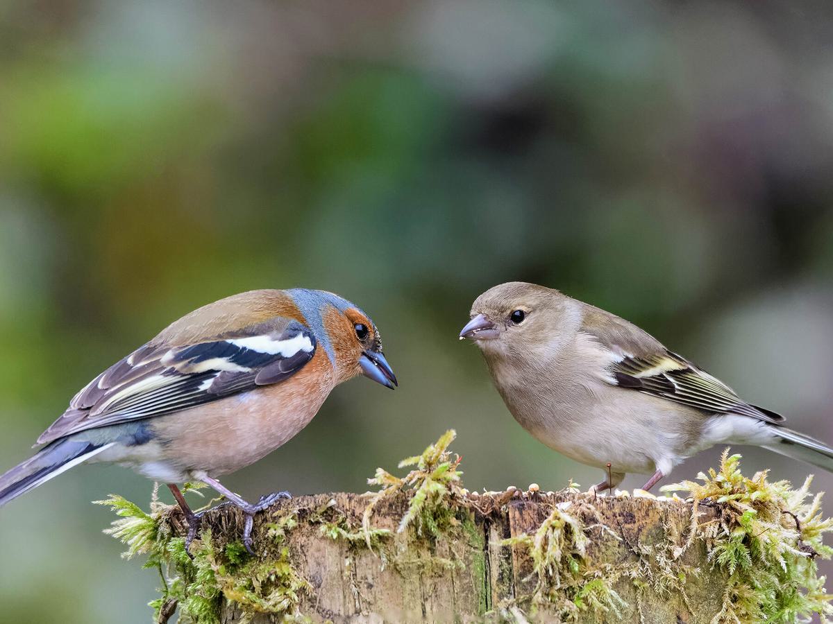 A male (left) and female (right) chaffinch feeding on seeds