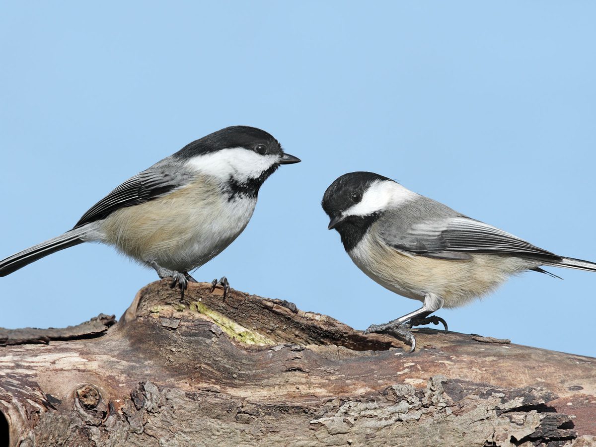 Female Black capped Chickadees (Male vs Female Birdfact Female Black capped Chickadees (Male vs Female Birdfact