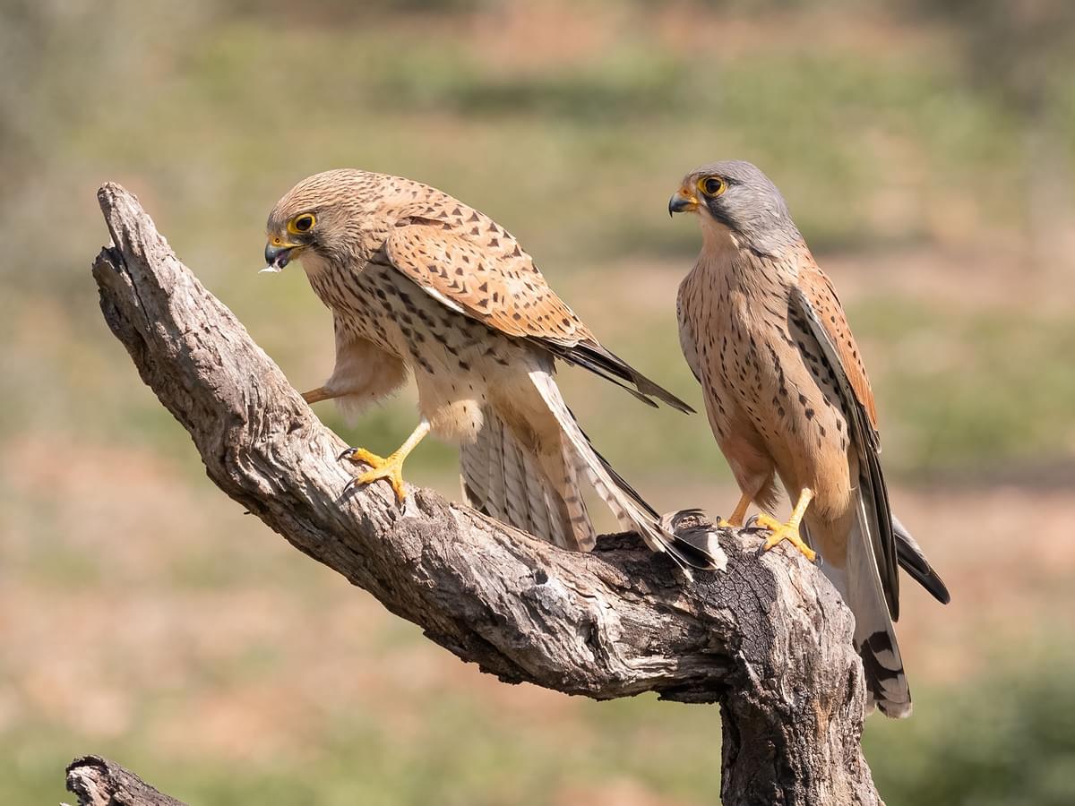Female left, and male right, Kestrels perched on a branch