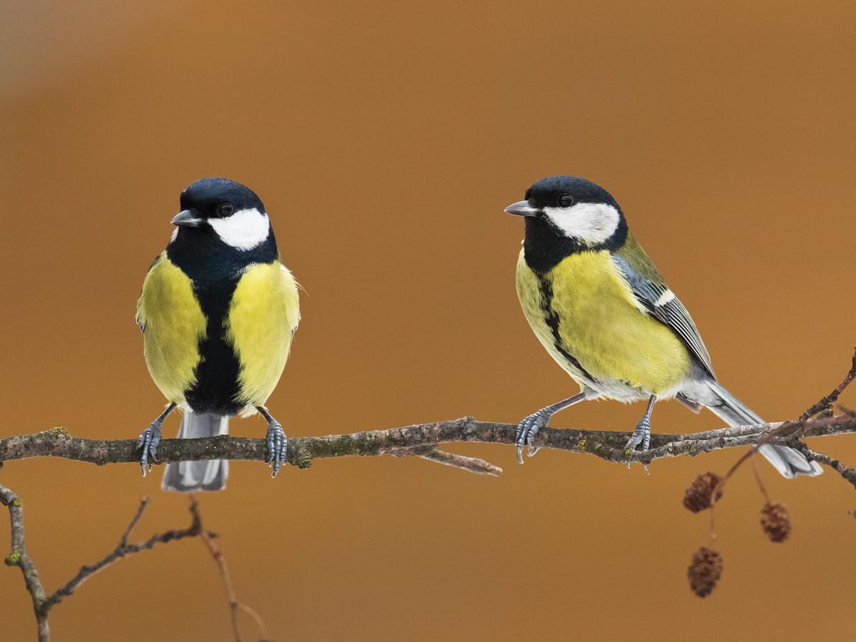 Male left, and female right, Great tits - males have a larger black stripe down the breast