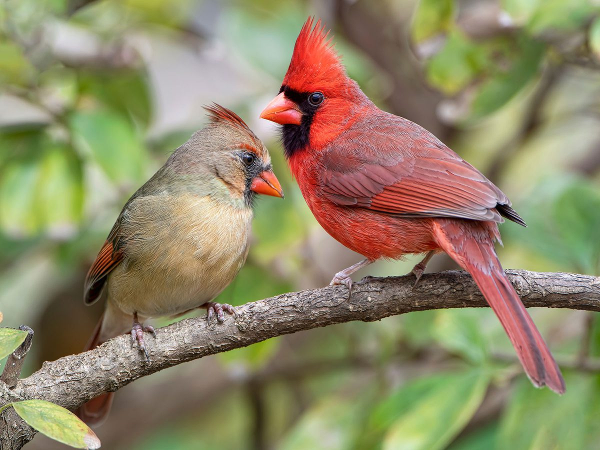 Northern Cardinal Bird Facts (Cardinalis cardinalis) | Birdfact