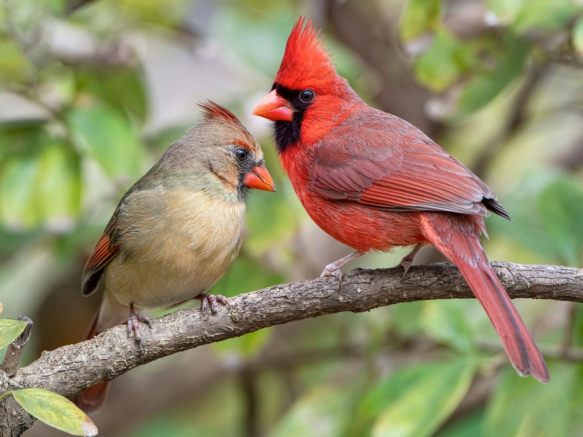 Female left, and male right, Northern Cardinal pair