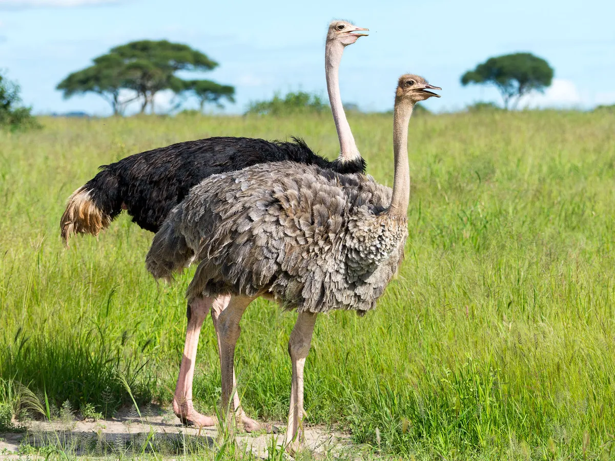 Female Ostriches (Male vs Female Identification) | Birdfact