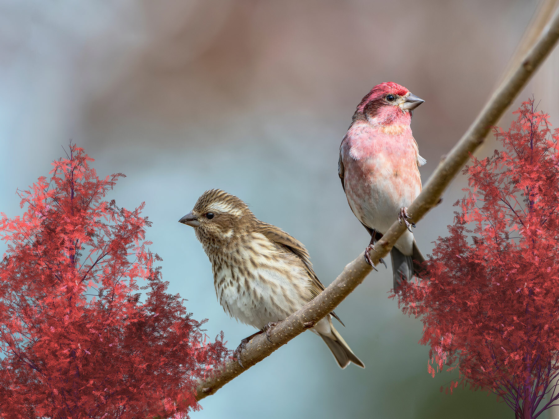 House Finch vs Purple Finch What Are The Differences? Birdfact