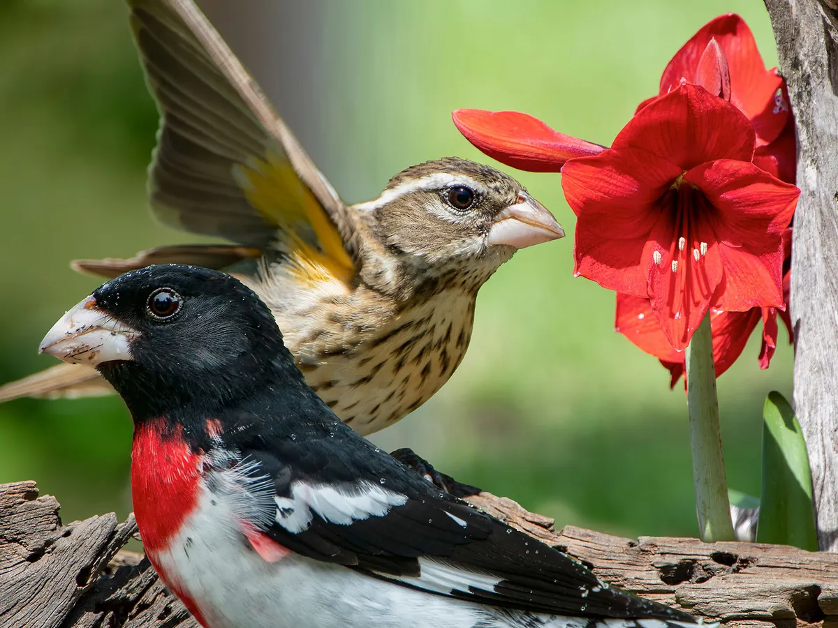 Rose Breasted Grosbeak Migration 2025