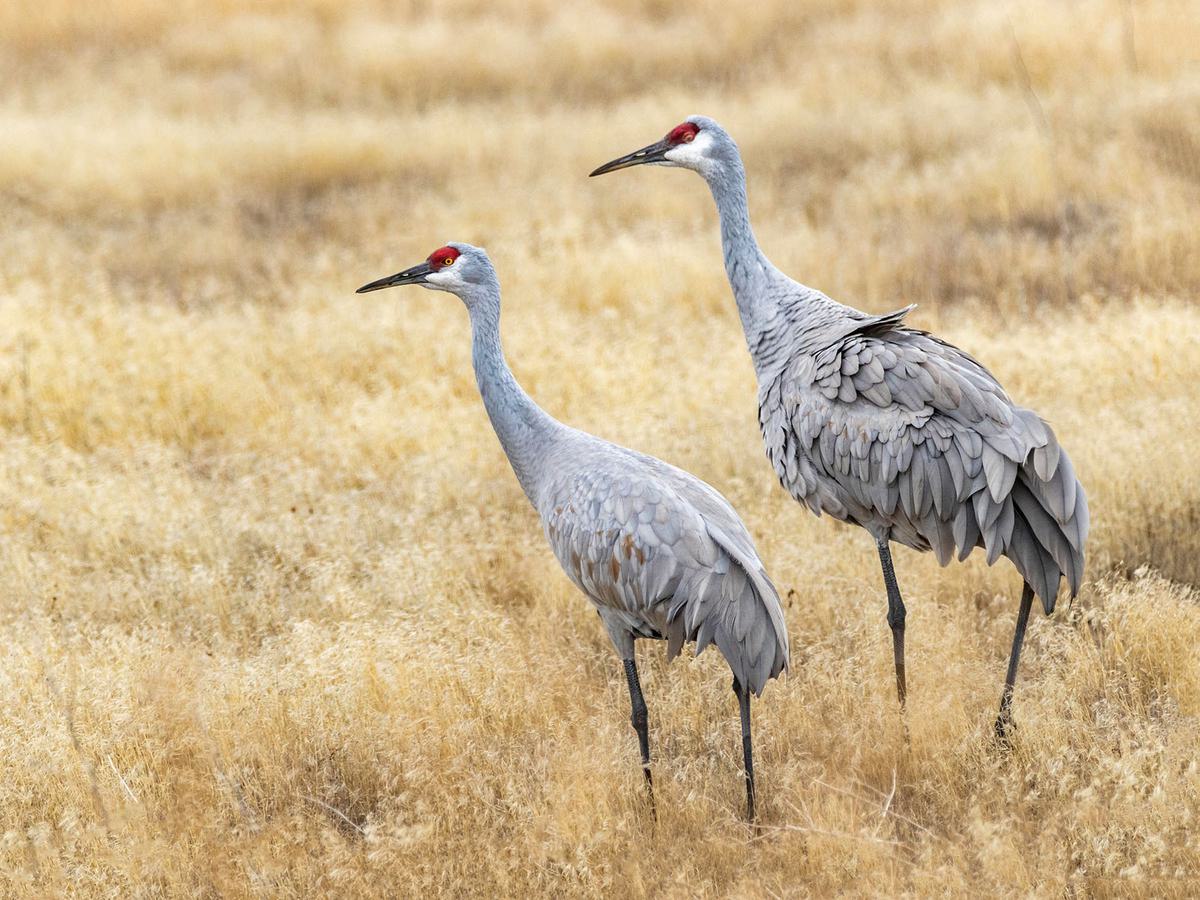 Female (left) and male (right) Sandhill Cranes - note the size difference