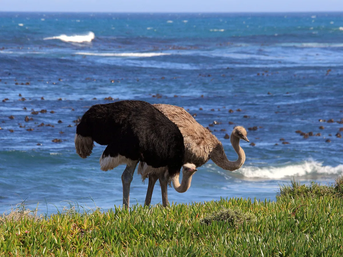 Where Do Ostriches Live? (Habitat + Distribution) | Birdfact