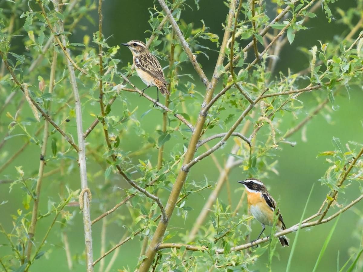 A breeding pair of Whinchats - female left, male right
