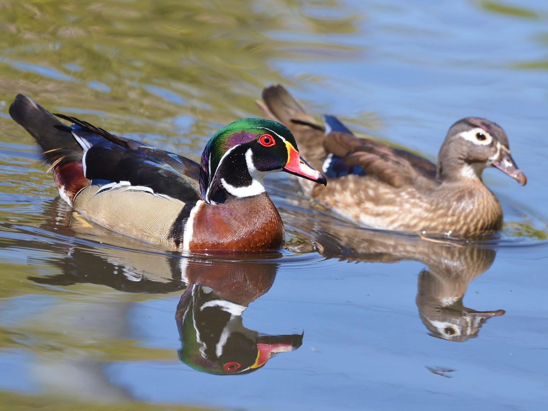Female Wood Ducks (Identification Guide with Pictures) Birdfact