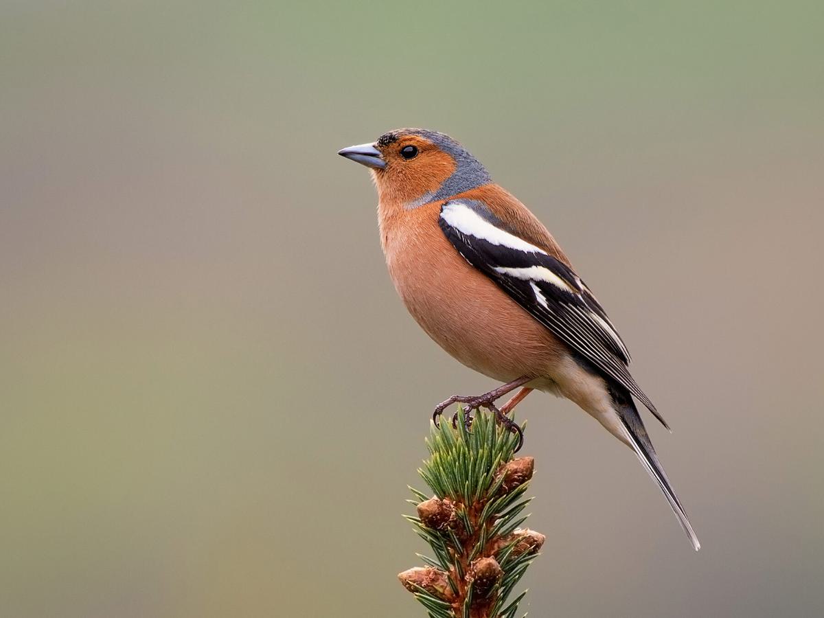 <p><strong>Male Chaffinch</strong></p>