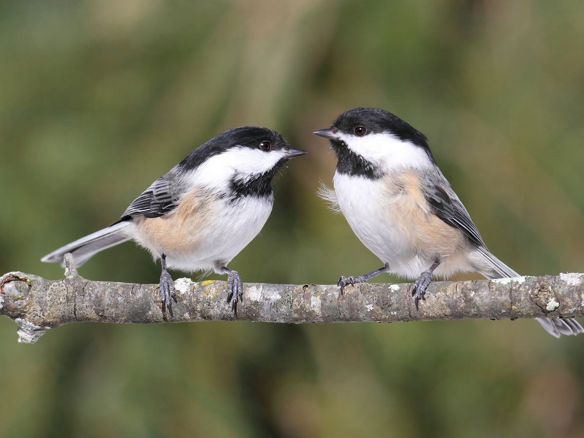 Female Black capped Chickadees (Male vs Female Birdfact Female Black capped Chickadees (Male vs Female Birdfact