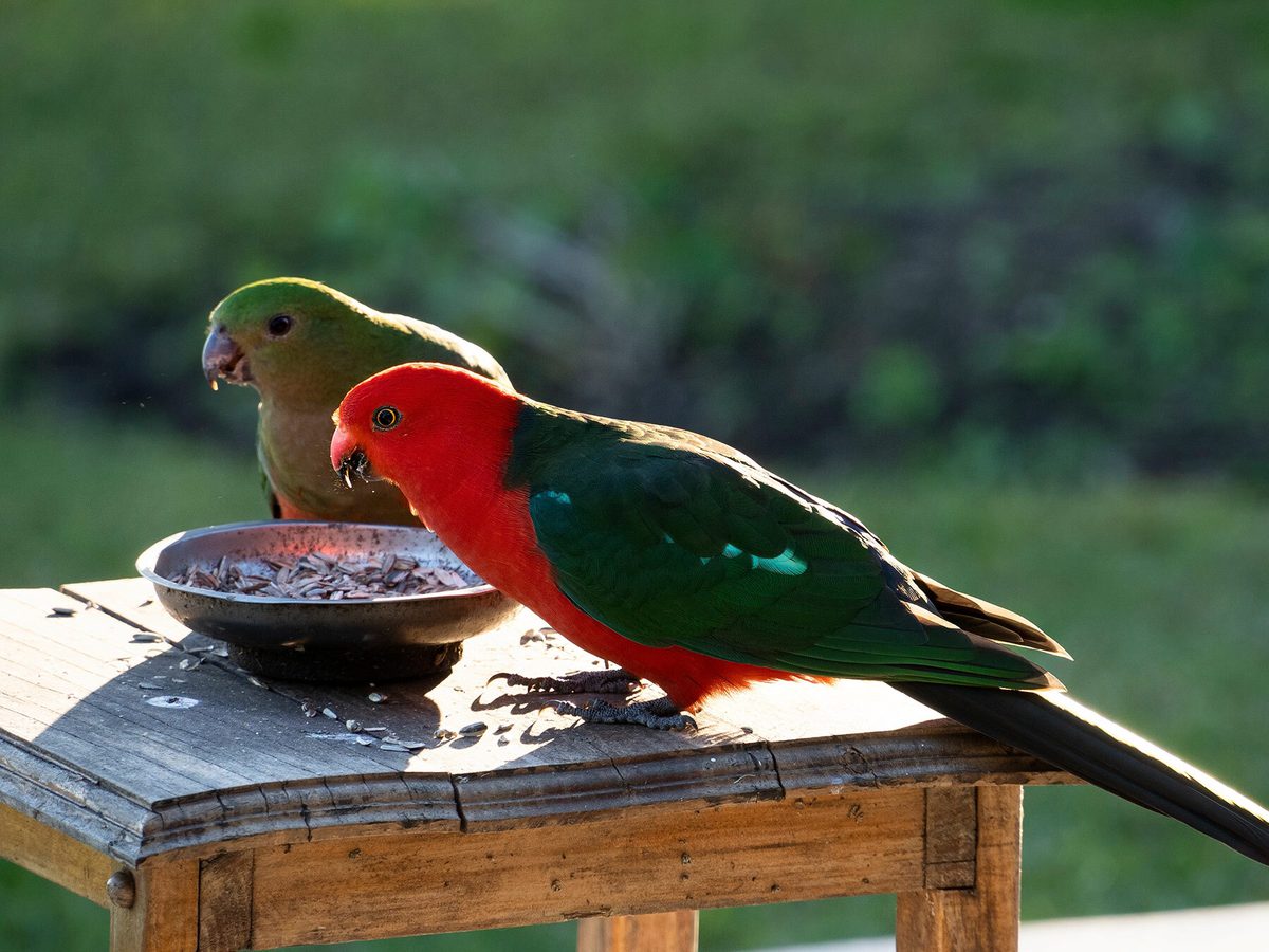 Female King Parrots (Male vs Female Identification Guide) | Birdfact