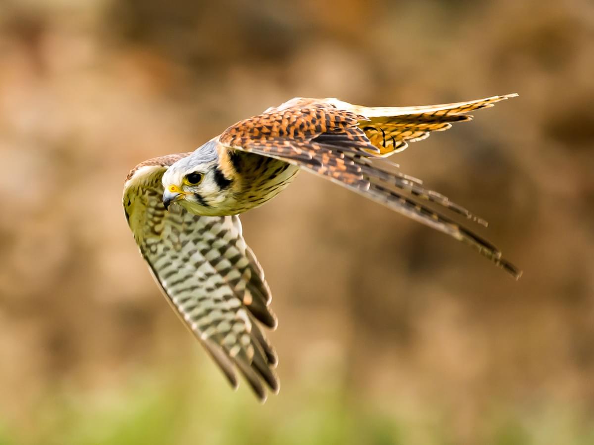 Male Kestrel in flight hunting
