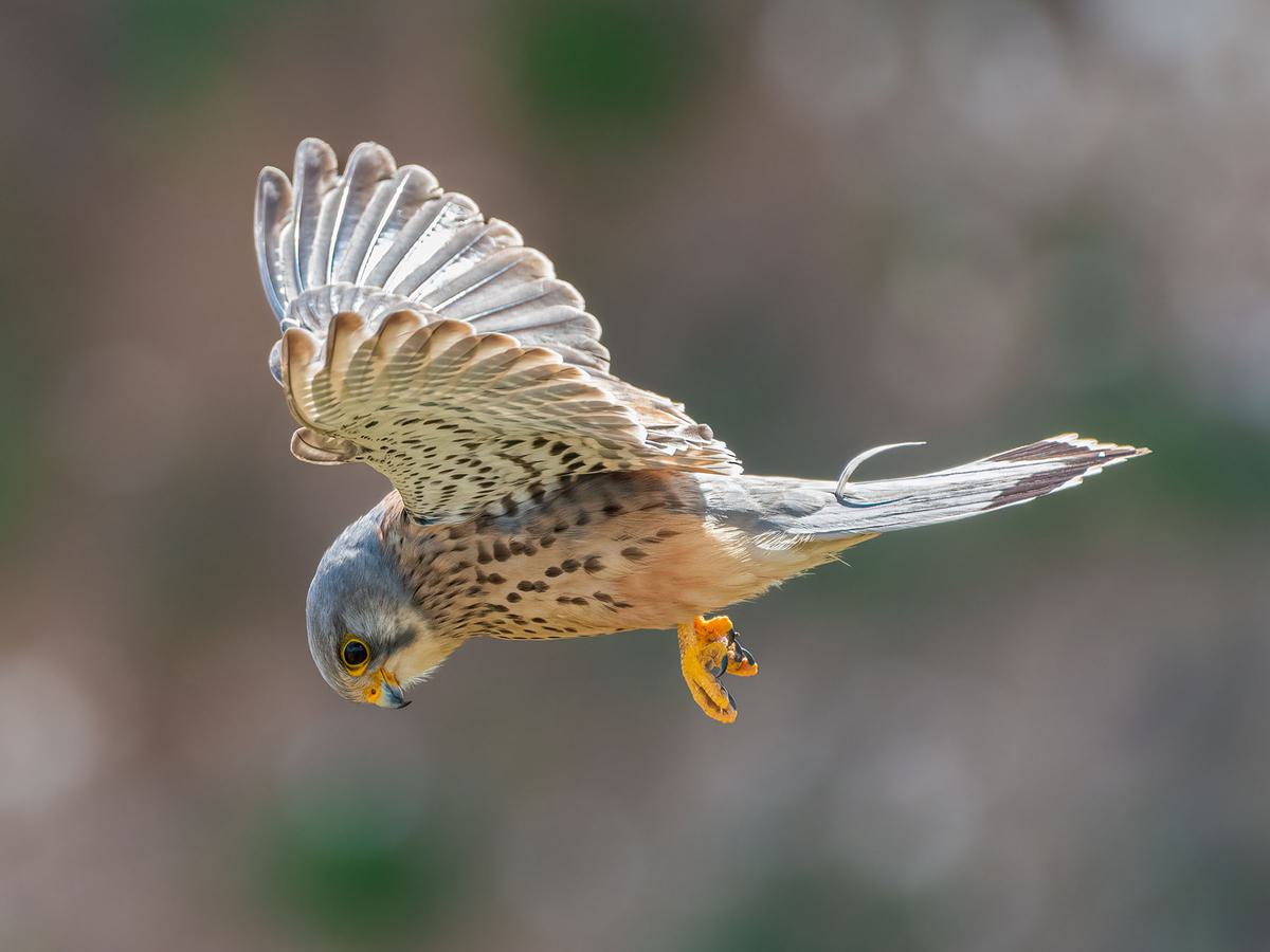 12 Different British Birds of Prey (Common & Rare) - TheArches