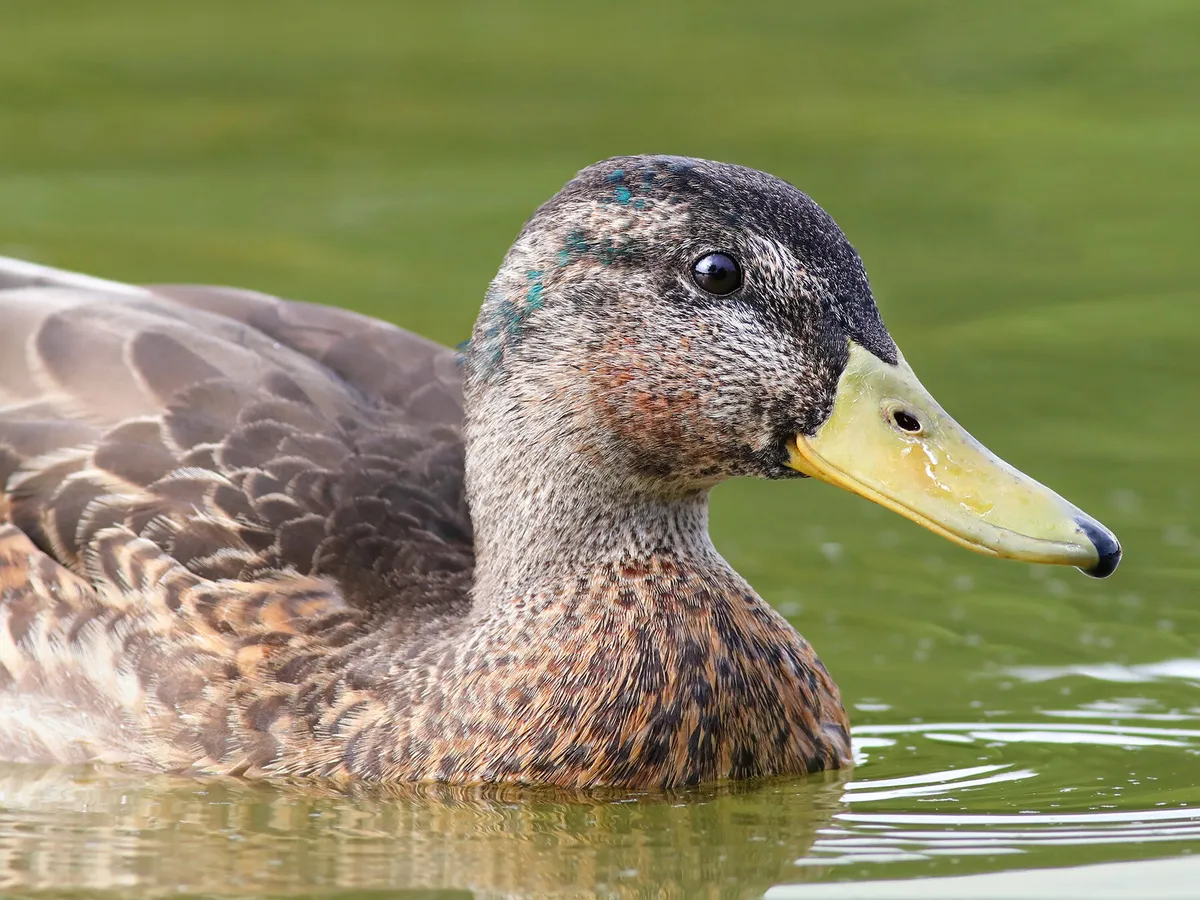 Female Mallards (Identification Guide: Male vs Female) | Birdfact