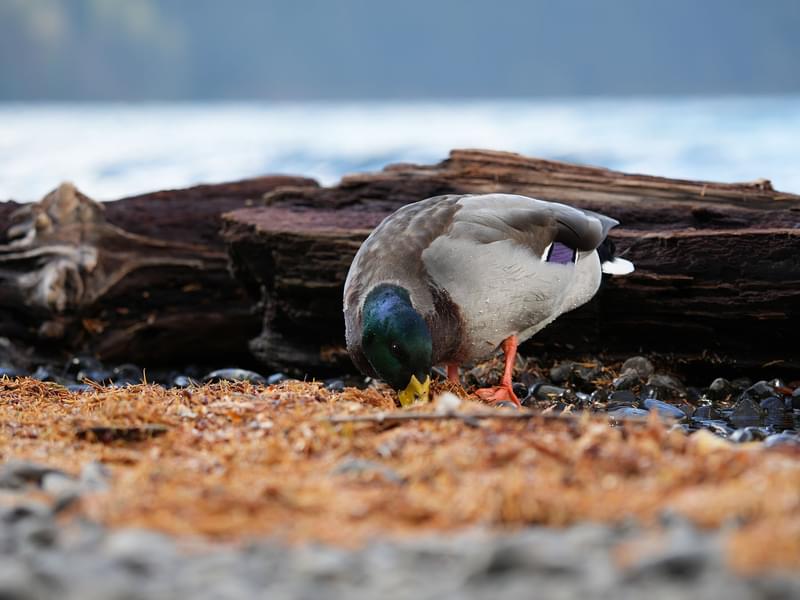 What Do Mallards Eat? (Diet, Behavior + FAQs) | Birdfact