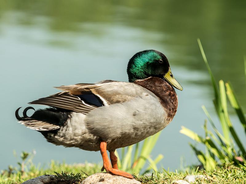 Female Mallards (Identification Guide: Male vs Female) | Birdfact