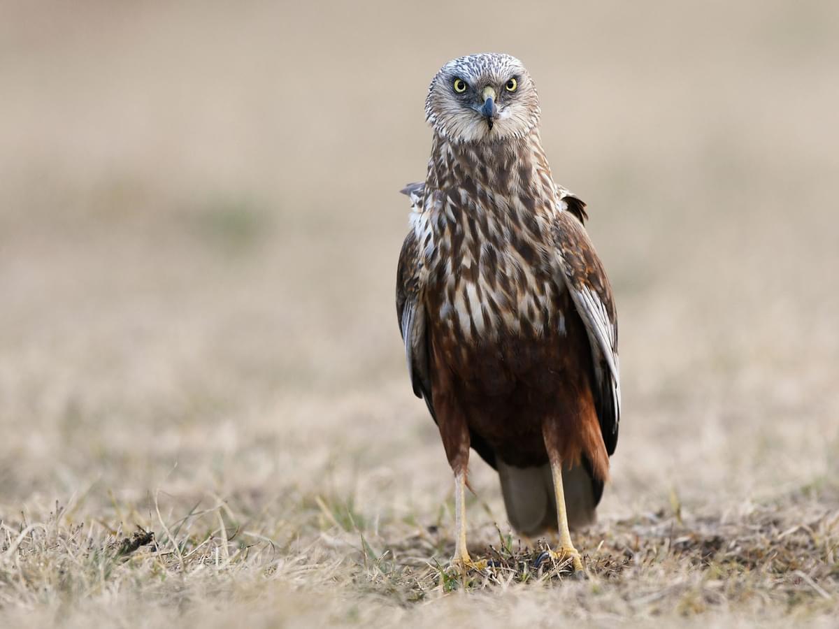 Close up of a Marsh Harrier standing on the ground
