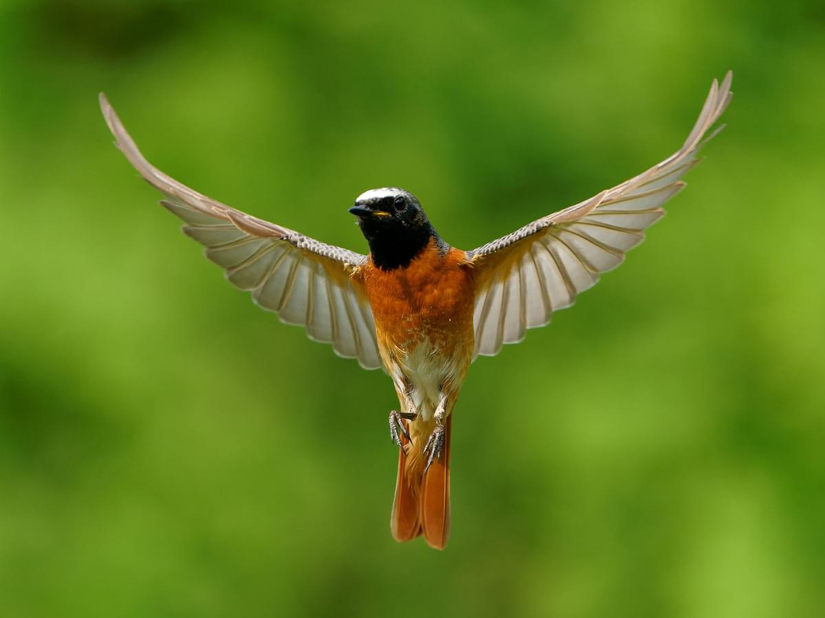 Male Common Redstart in flight, with wide wings showing