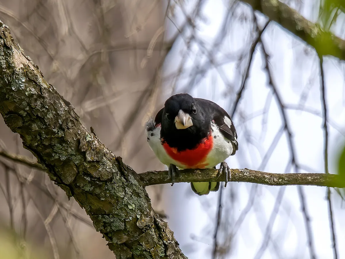 Rosebreasted Grosbeak Migration A Complete Guide Birdfact