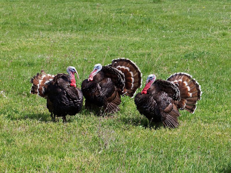 What is a Group of Turkeys Called? (Complete Guide) | Birdfact