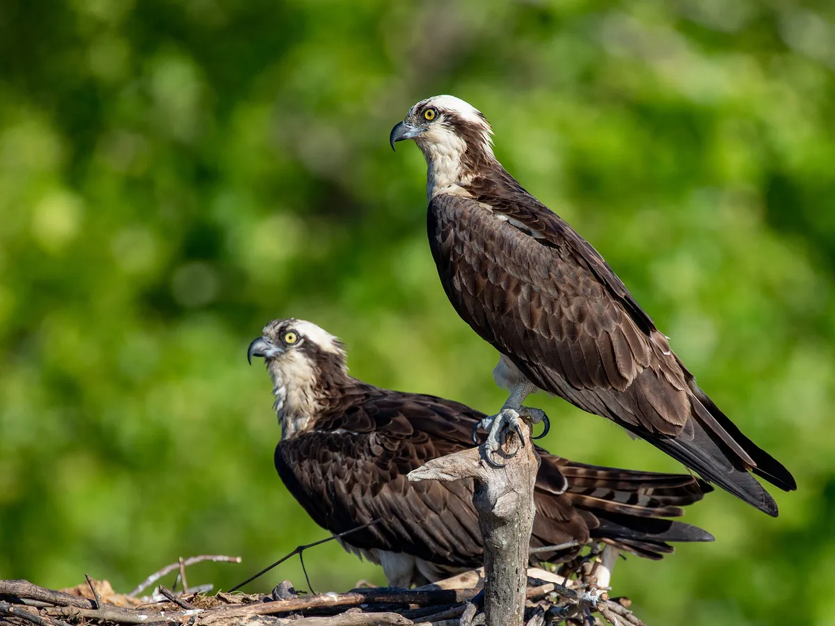 Male vs Female Ospreys: How To Tell The Difference