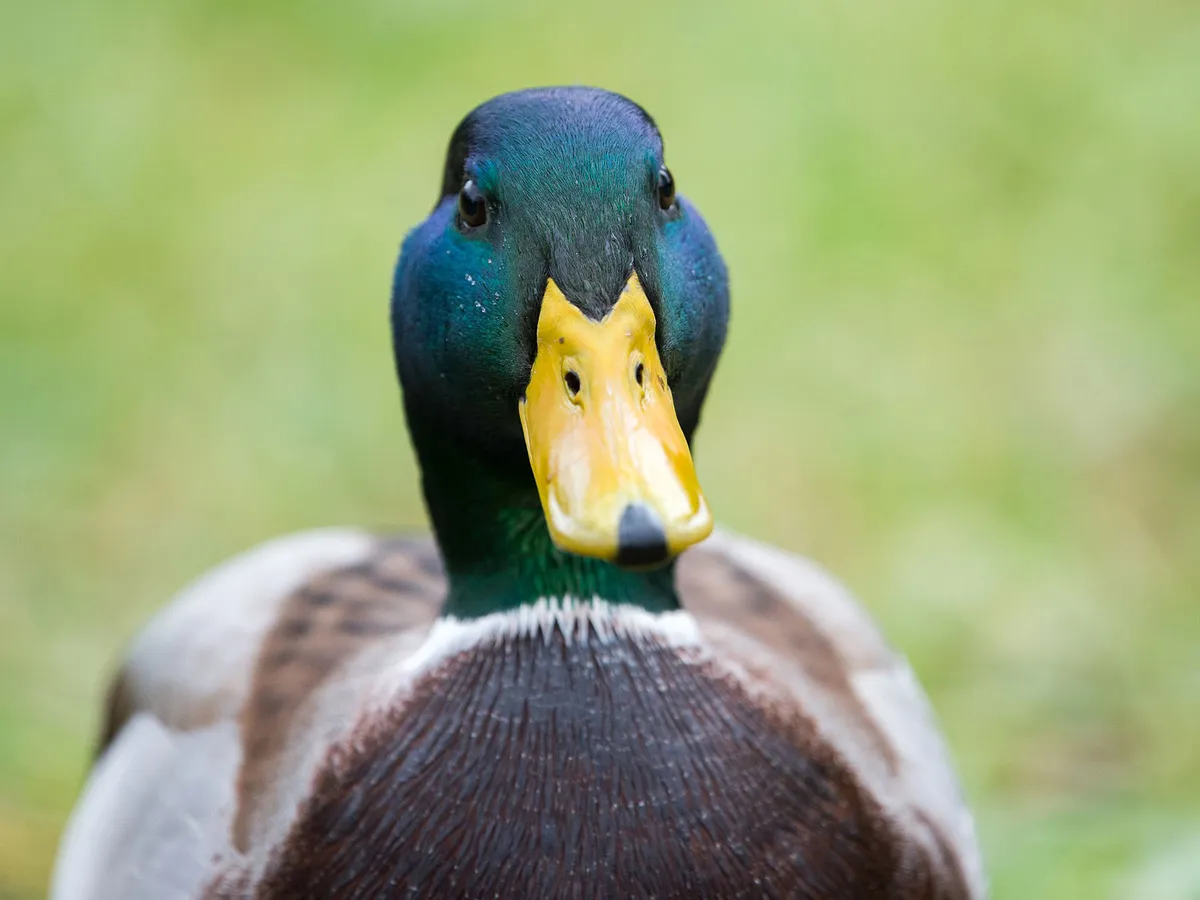 What Do Mallards Eat? (Diet, Behavior + FAQs) | Birdfact