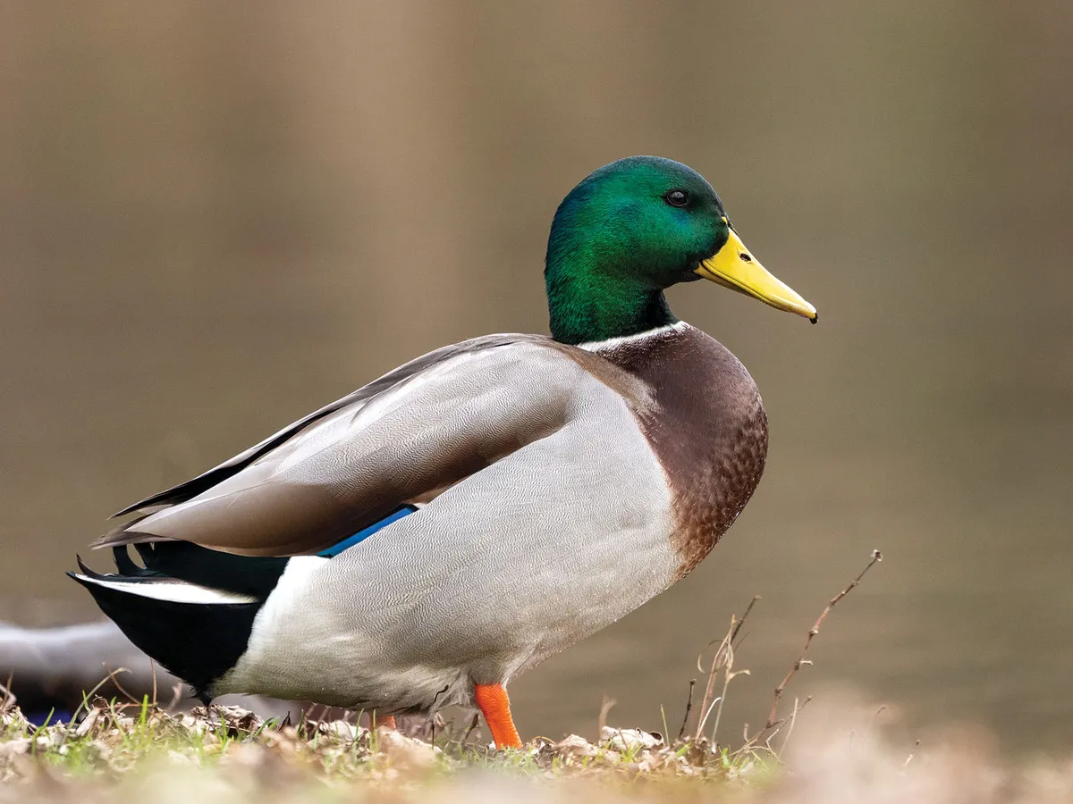 What Do Mallards Eat? (Diet, Behavior + FAQs) | Birdfact