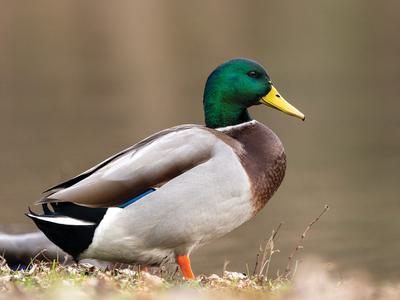 Mallard Bird Facts (Anas platyrhynchos) | Birdfact