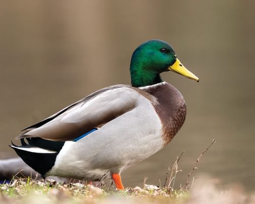Mallard