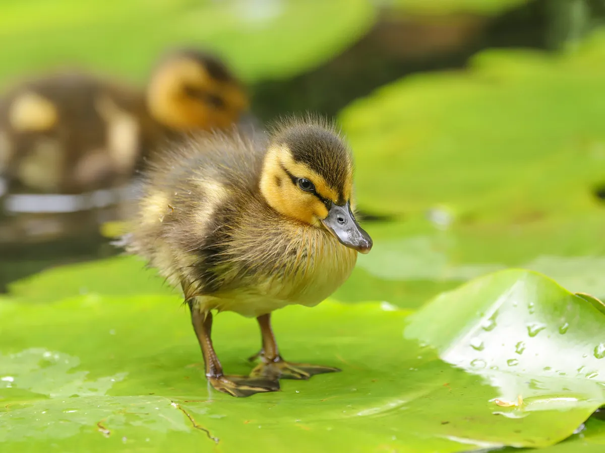 How Long Do Mallards Live? (Mallard Duck Lifespan) | Birdfact