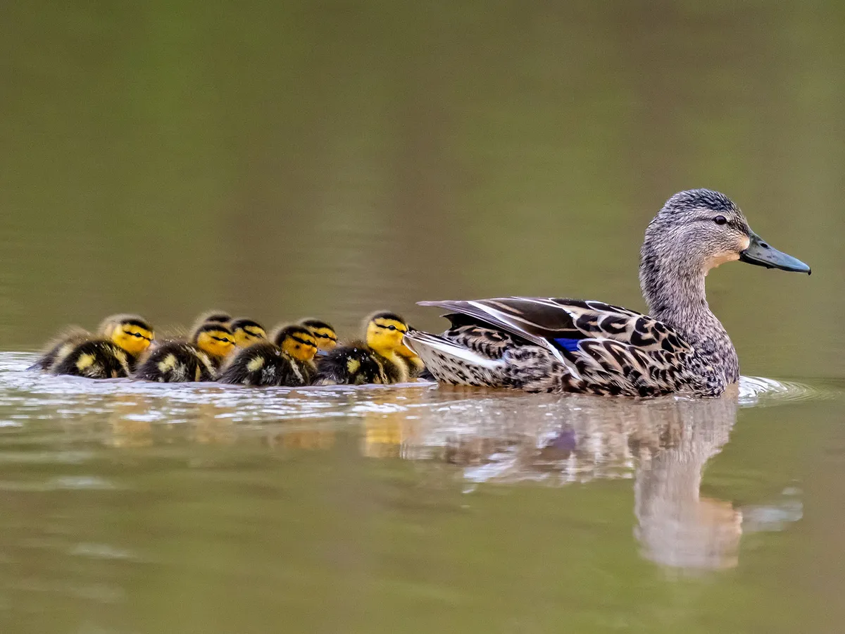 Mallard Nesting (Behavior, Eggs + Location) | Birdfact