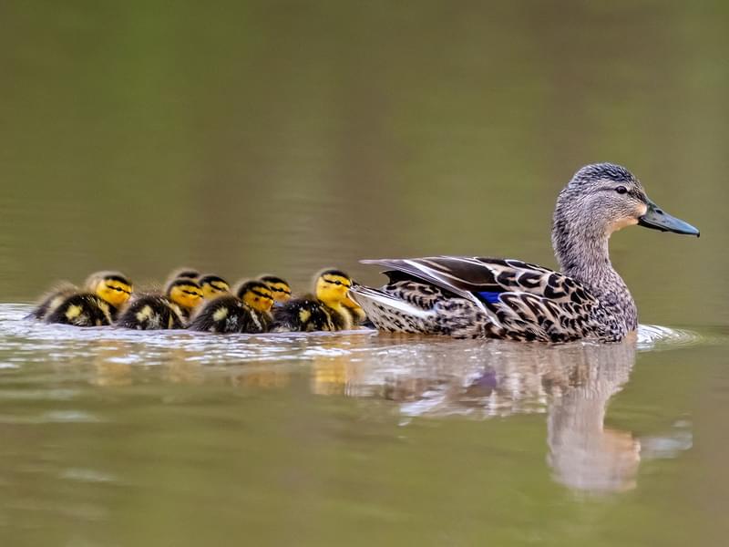 Mallard Nesting (Behavior, Eggs + Location) | Birdfact
