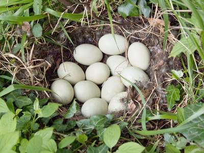 Mallard Nesting (Behavior, Eggs + Location) | Birdfact
