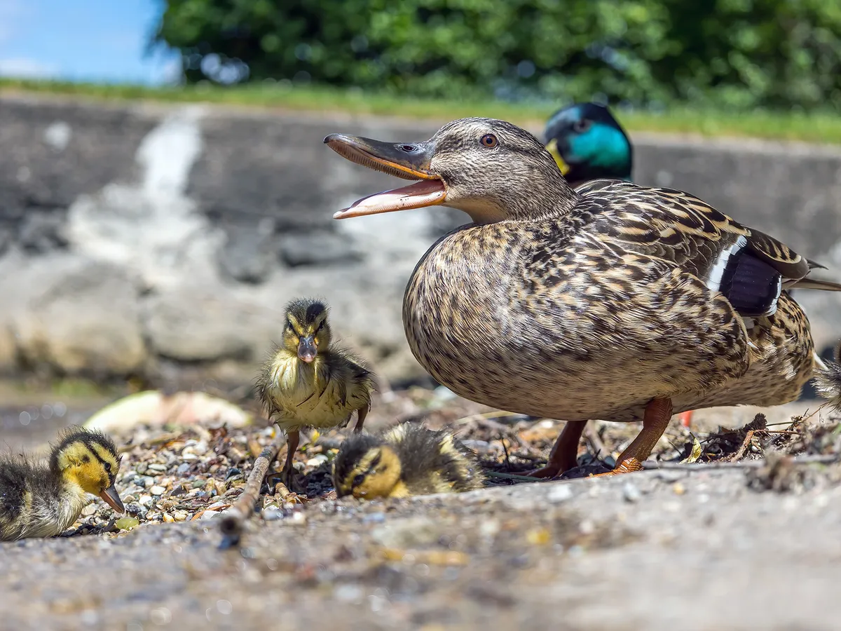 Mallard Bird Facts (Anas platyrhynchos) | Birdfact
