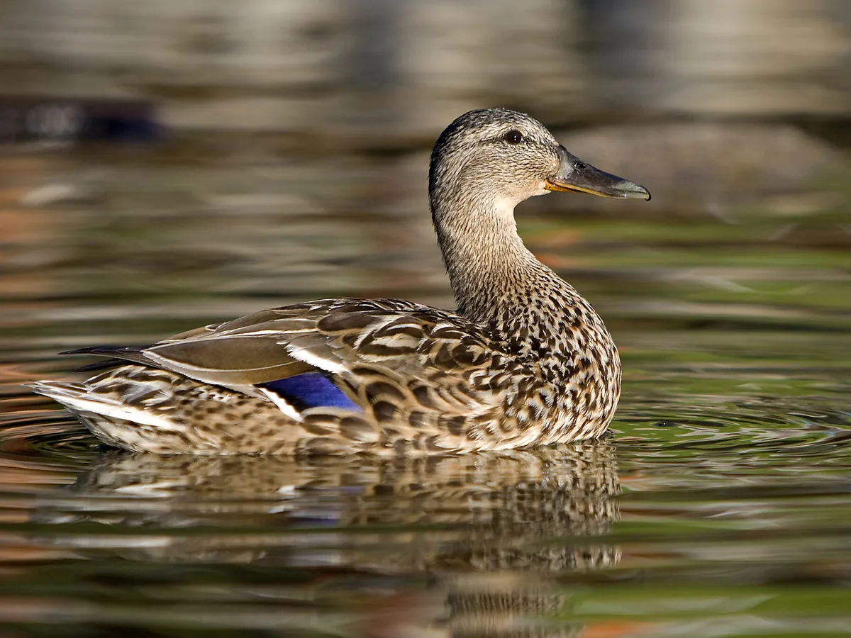 Female Mallards (Identification Guide: Male vs Female) | Birdfact