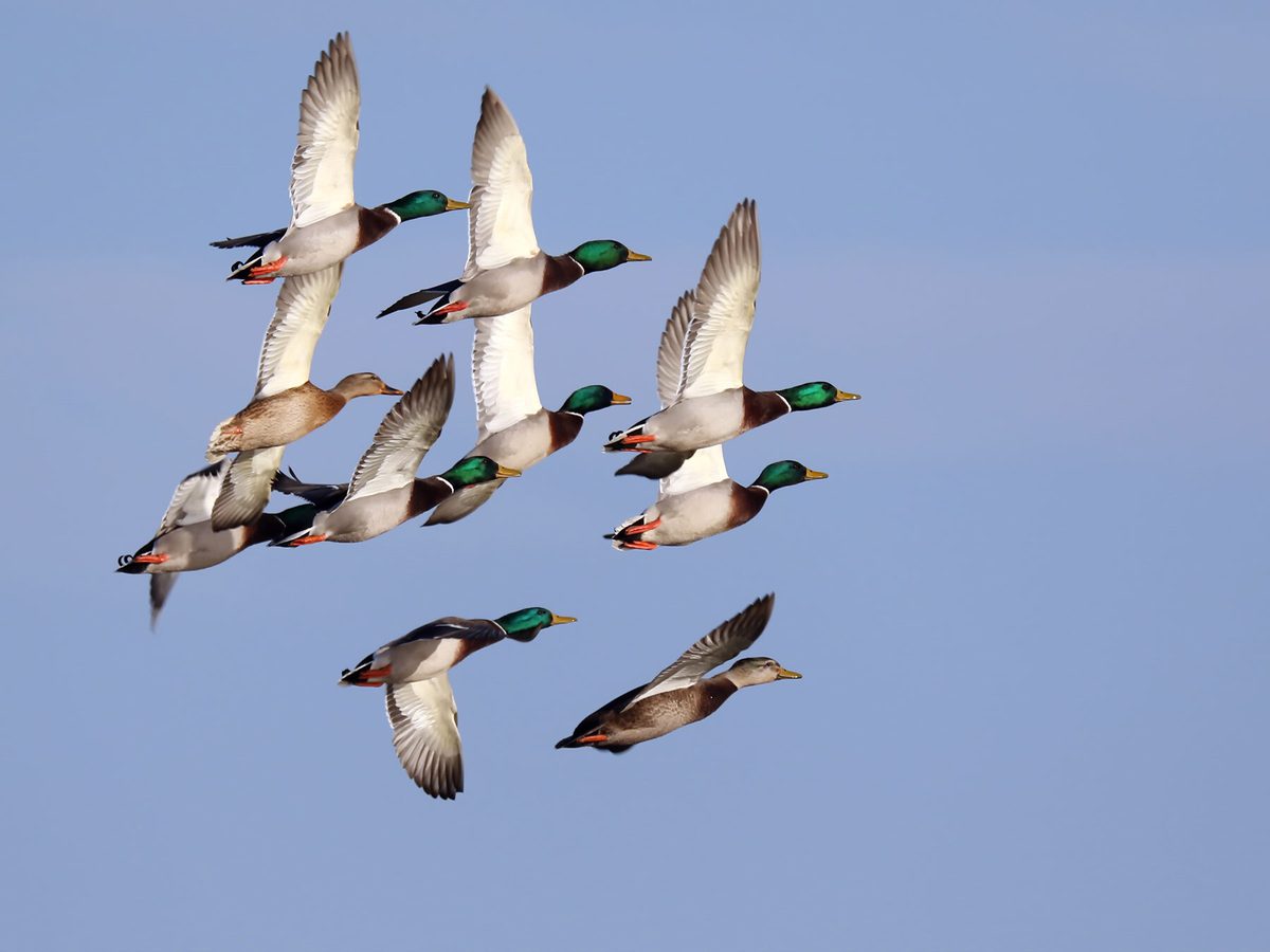 Do Ducks Migrate (All You Need To Know) | Birdfact