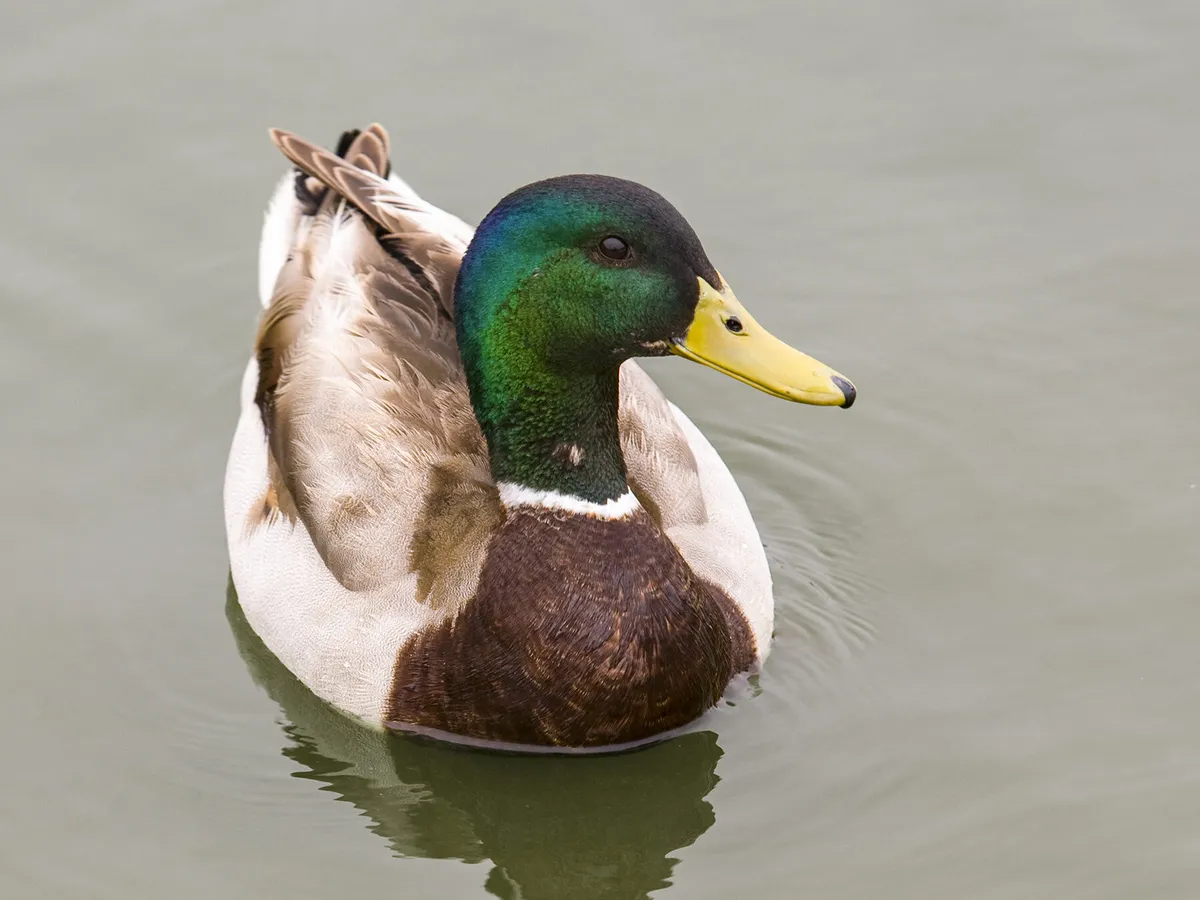 How Long Do Mallards Live? (Mallard Duck Lifespan) | Birdfact