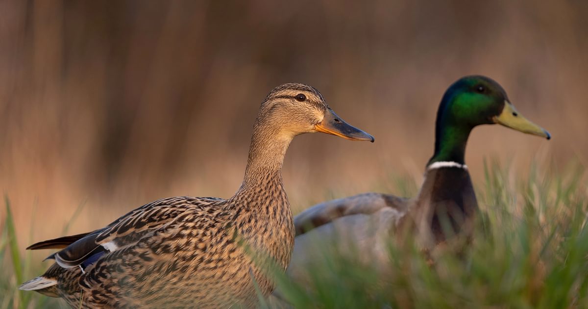 Mallard Nesting (Behavior, Eggs + Location) | Birdfact
