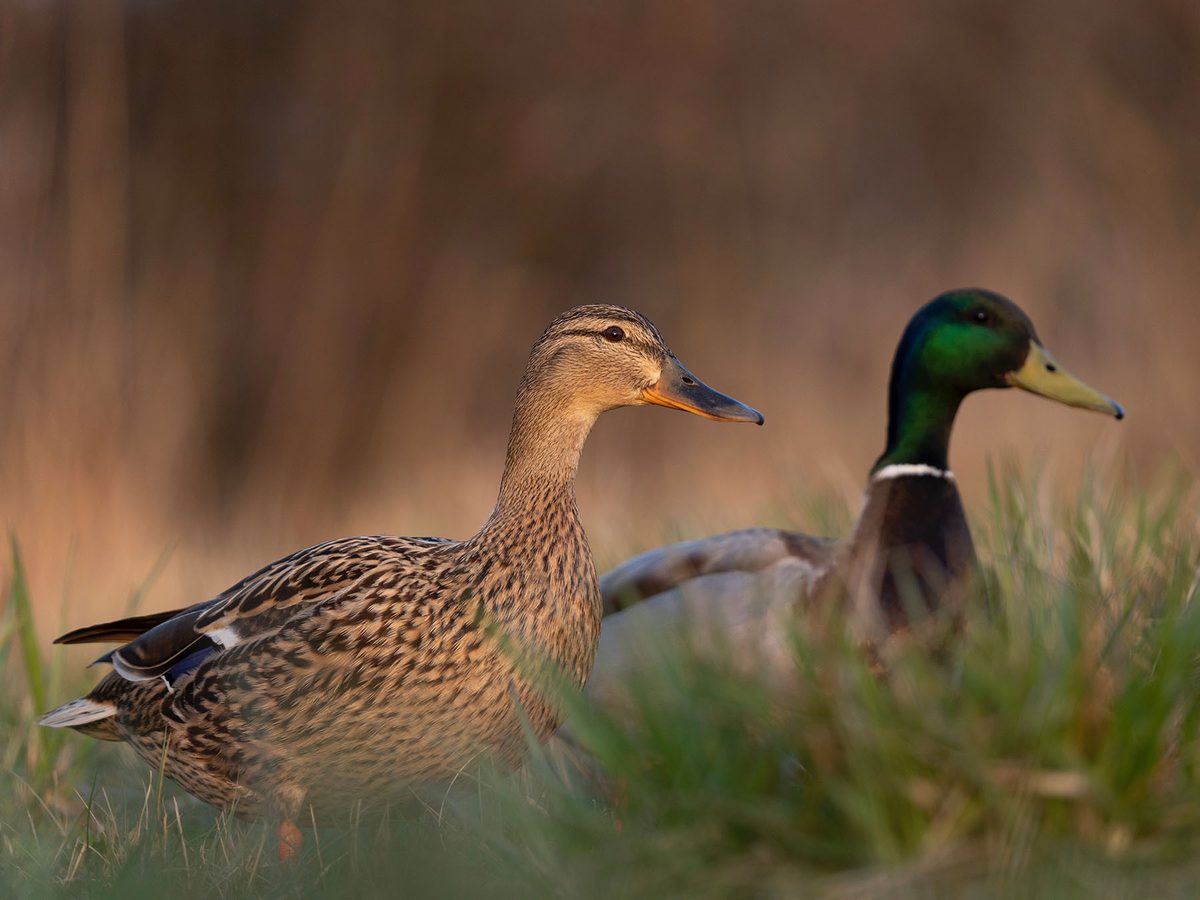 Mallard Nesting (Behavior, Eggs + Location)