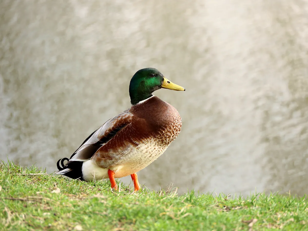 How Long Do Ducks Live? An In-depth Guide of Duck Lifespan | Birdfact
