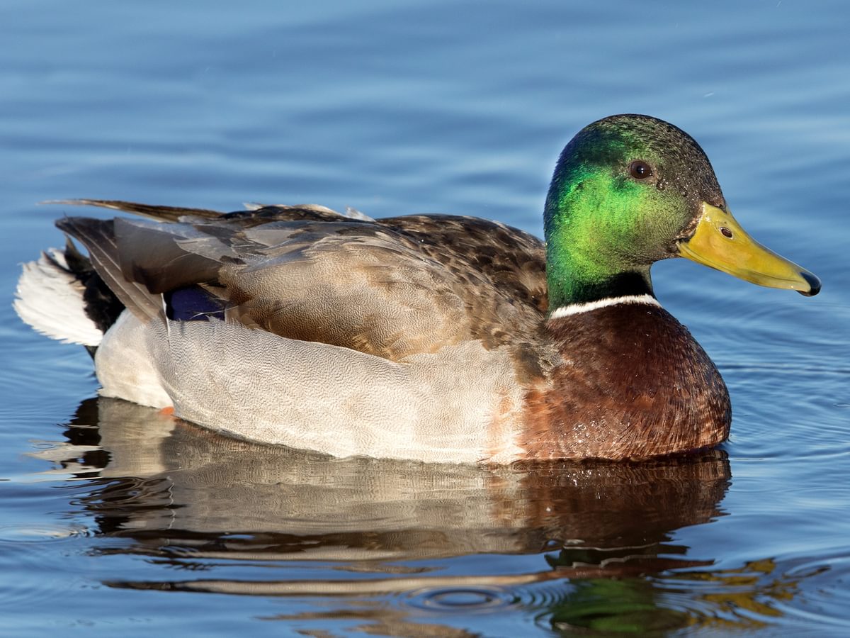 Mallard Bird Facts (Anas platyrhynchos) | Birdfact