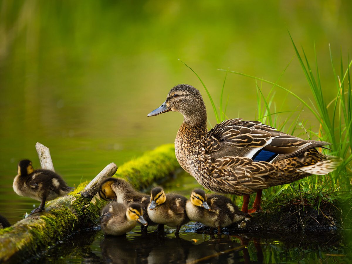 How Long Do Ducks Live? | Birdfact
